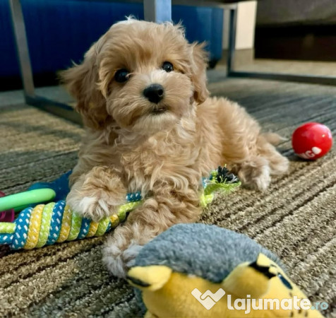 Maltipoo poodle mini toy 