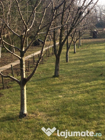 Taieri pomi fructiferi 