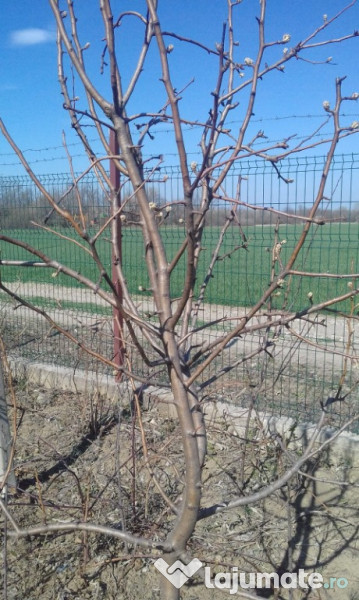 Taieri pomi fructiferi 