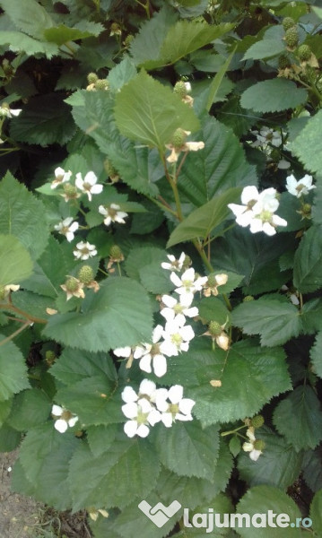 Taieri pomi fructiferi 