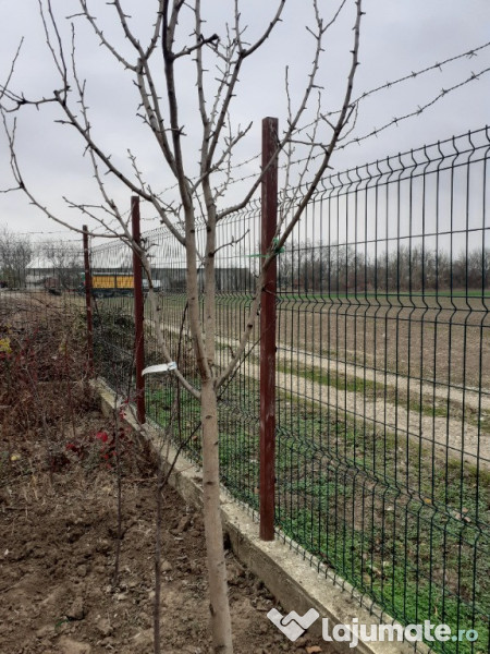 Taieri pomi fructiferi 