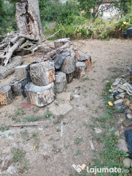 Lemne de foc esenta tare 