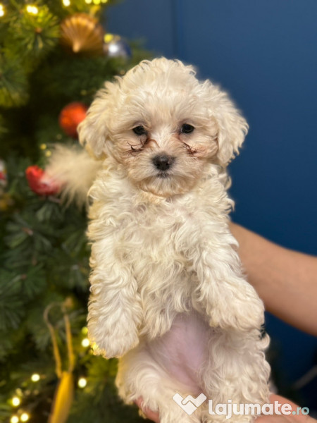 În căutarea unei familii-bichon pui