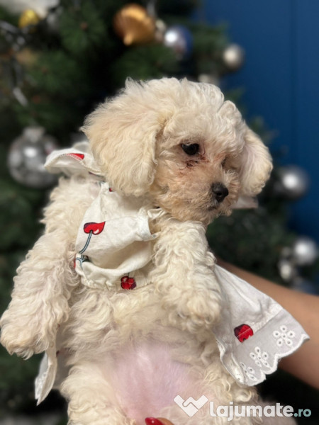 În căutarea unei familii-bichon pui