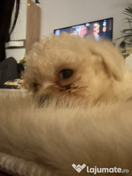 În căutarea unei familii-bichon pui