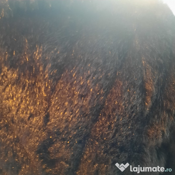 Haină de blană, artificială 