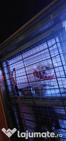 Transport autorizat animale de companie România–Europa 