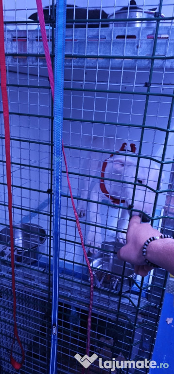 Transport autorizat animale de companie România–Europa 