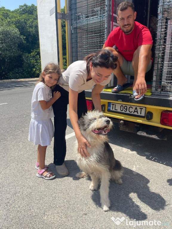 Transport autorizat animale de companie România–Europa 