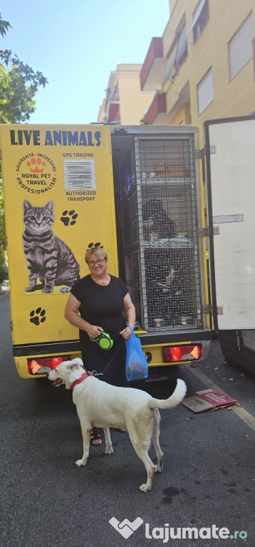 Transport autorizat animale de companie România–Europa 