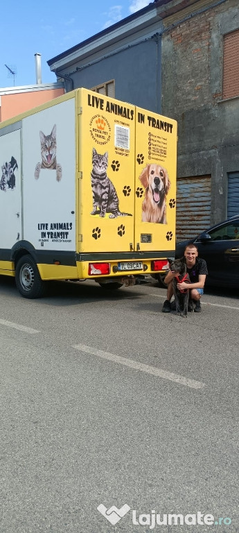 Transport autorizat animale de companie România–Europa 