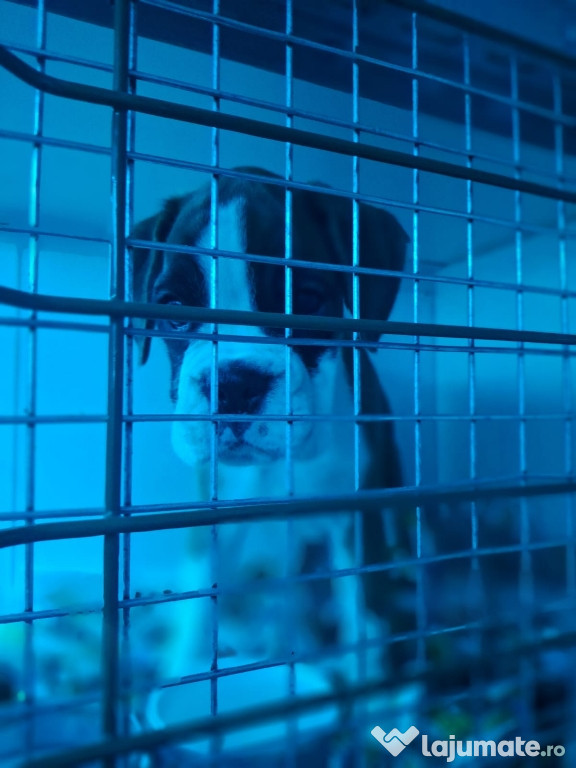 Transport autorizat animale de companie România–Europa 