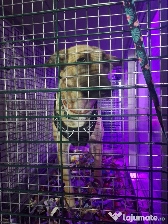 Transport autorizat animale de companie România–Europa 