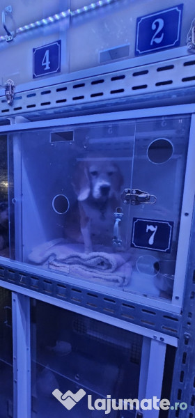 Transport autorizat animale de companie România–Europa 