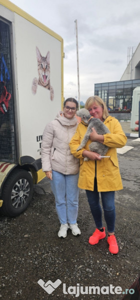 Transport autorizat animale de companie România–Europa 