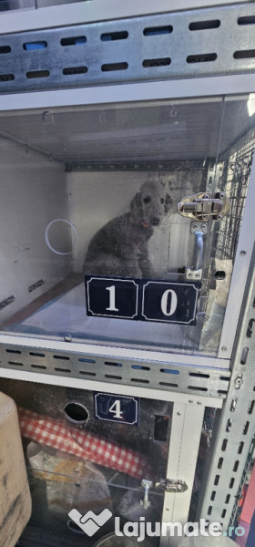 Transport autorizat animale de companie România–Europa 