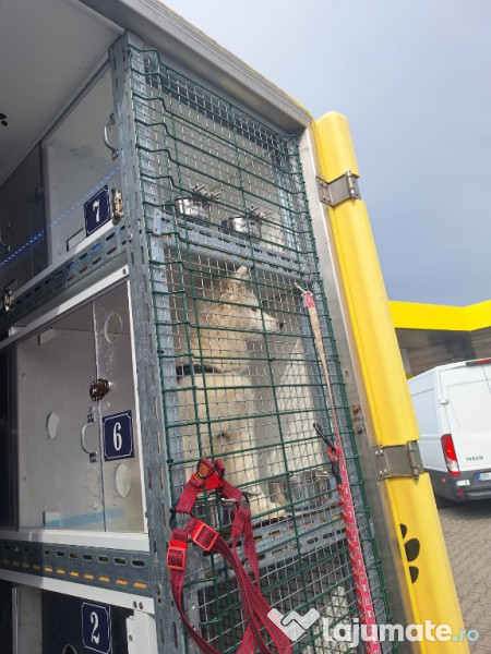 Transport autorizat animale de companie România–Europa 