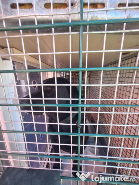 Transport autorizat animale de companie România–Europa 