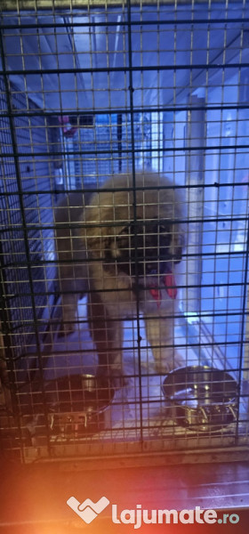 Transport autorizat animale de companie România–Europa 