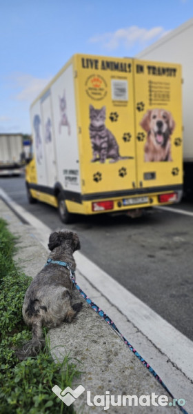 Transport autorizat animale de companie România–Europa 