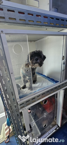 Transport autorizat animale de companie România–Europa 