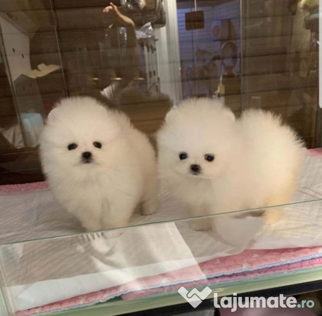 Pomeranian mini boo 