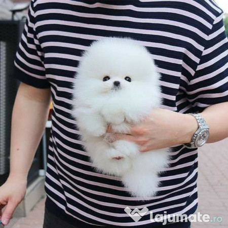 Pomeranian mini boo 