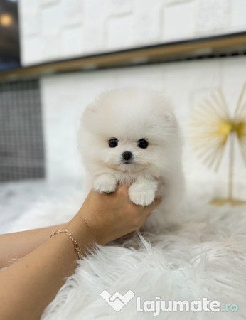 Pomeranian mini boo 