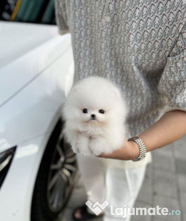 Pomeranian mini boo 