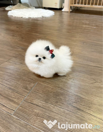 Pomeranian ursuleț mini boo