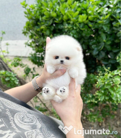 Pomeranian ursuleț mini boo