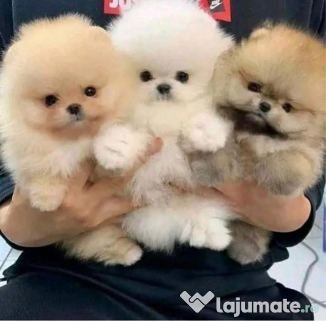 Pomeranian ursuleț mini boo