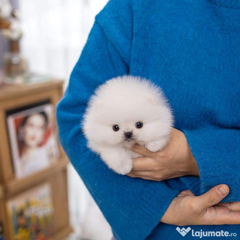 Pomeranian ursuleț mini boo