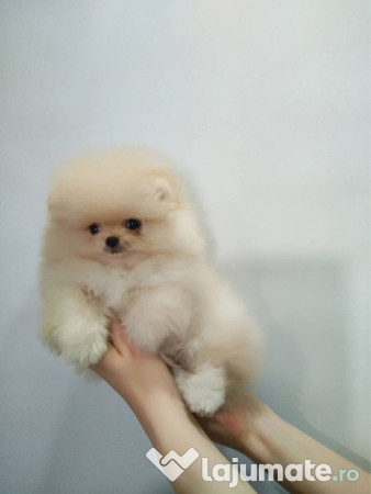Pomeranian ursuleț mini boo