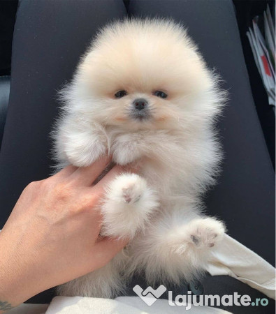 Pomeranian ursuleț mini boo