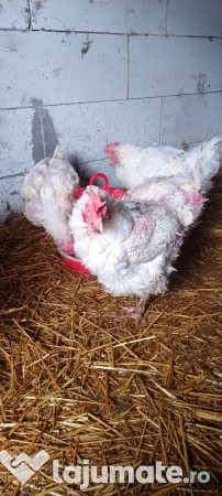 Gaini de carne 4-5 kg 