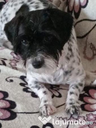 Pui bichon 3 fetite! 