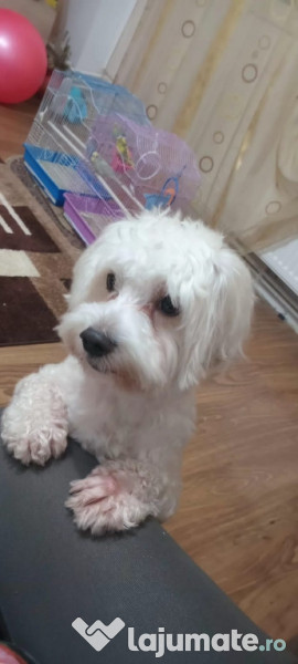 Pui bichon 3 fetite! 