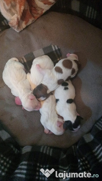 Pui bichon 3 fetite! 