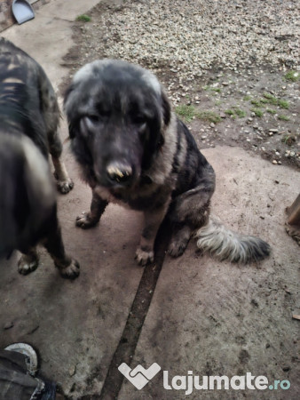 Câine de pază-Pentru mai multe informații sunati! 