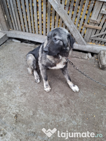 Câine de pază-Pentru mai multe informații sunati! 