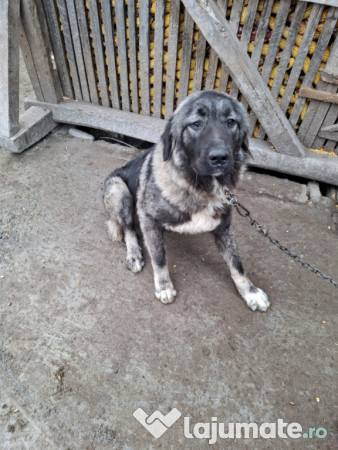 Câine de pază-Pentru mai multe informații sunati! 