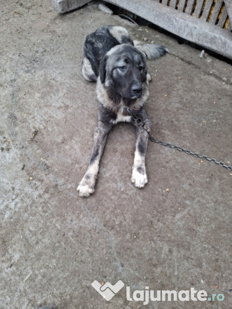 Câine de pază-Pentru mai multe informații sunati! 