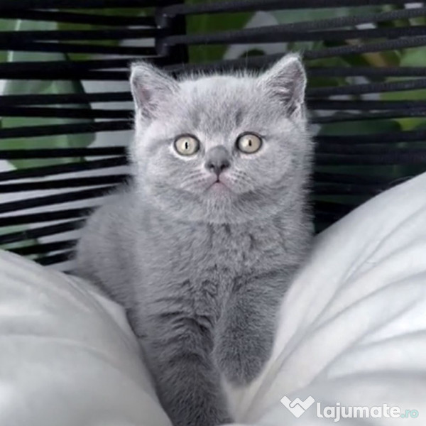 British shorthair pisoiași 