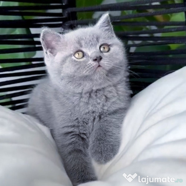 British shorthair pisoiași 