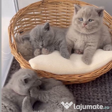 British shorthair pui 