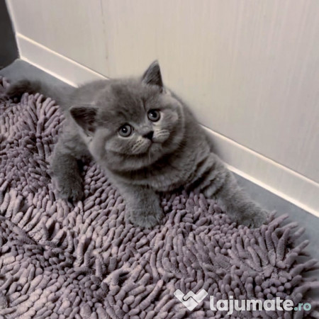 British shorthair pui 