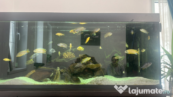 Acvariu 500L + Stand Metalic + Echipat complet 