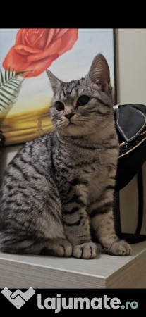 Pisicuta British originala