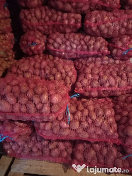 Cartofi consum red lady 